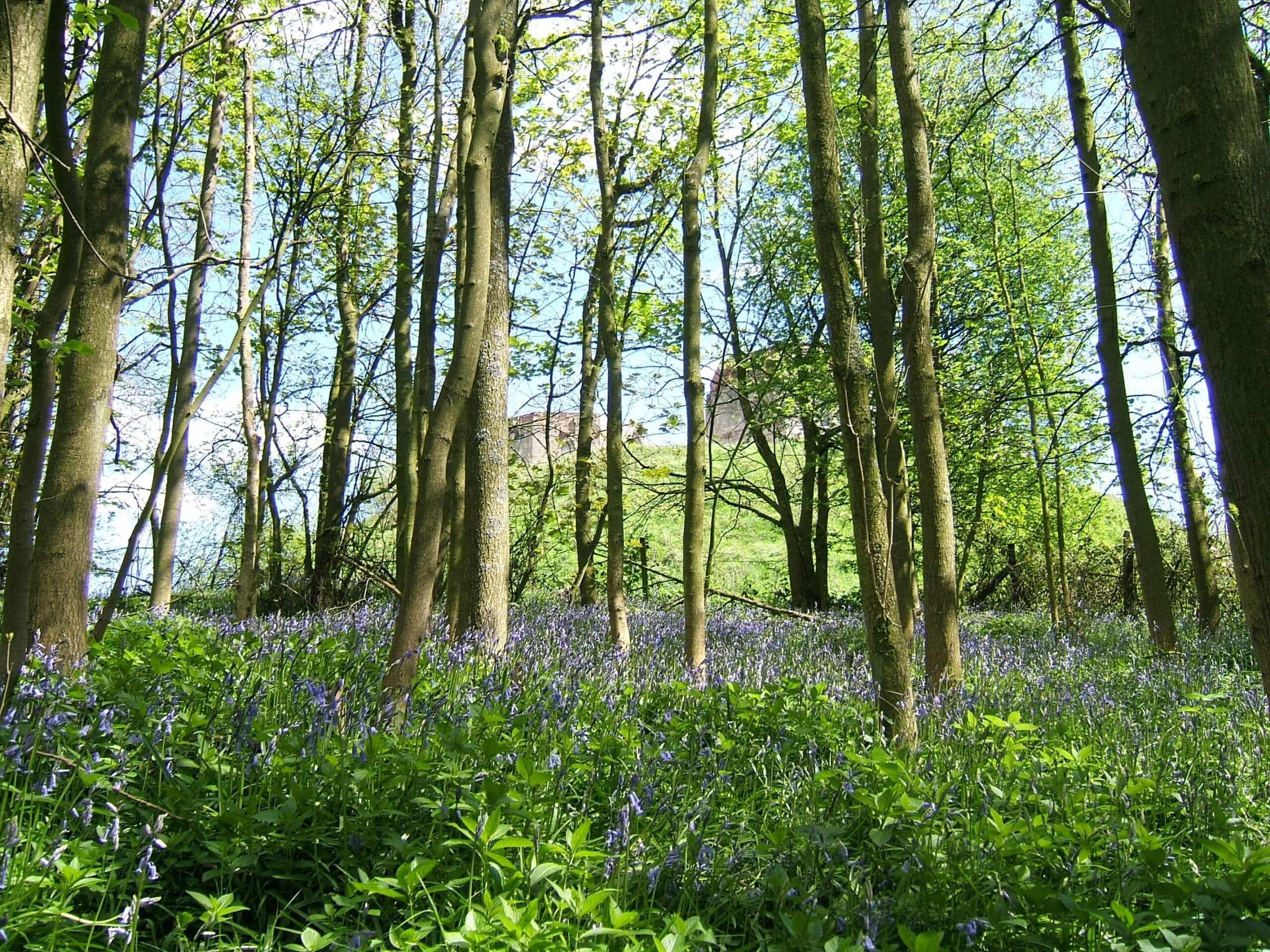 Bat Walk at Stafford Castle